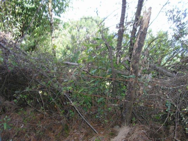 p1010454.jpg